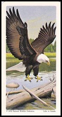 25 Bald Eagle